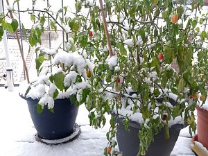 IMG_20171210_142717618
