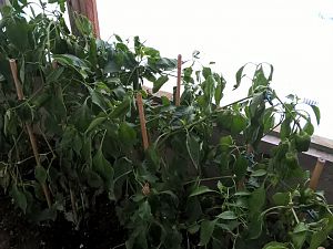 WP_20171210_13_01_43_Pro