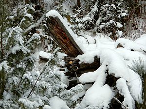 Holzstabel mit Pilz