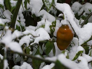 171212_Chilis_Schnee