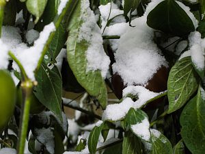 171212_Chilis_Schnee_2
