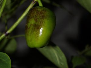 DSC07341
