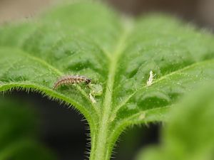 20171216-rocoto-cuencano-florfliegenlarve-HM6C0461