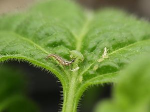 20171216-rocoto-cuencano-florfliegenlarve-HM6C0459