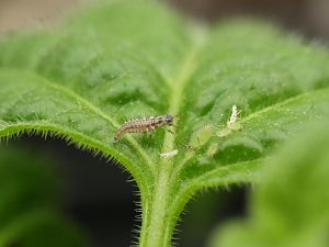 20171216-rocoto-cuencano-florfliegenlarve-HM6C0458