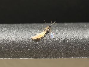 20171216-florfliegenlarve-HM6C0428
