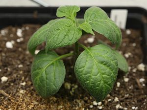 20171216-rocoto-canario-HM6C0454