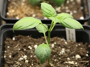 20171216-rocoto-canario-HM6C0455