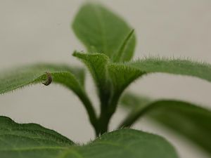 20171216-rocoto-p360-florfliegenlarve-HM6C0446