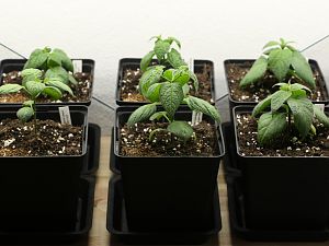 20171220-rocoto-p360-HM6C0524