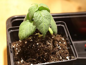20171219-rocoto-p360-HM6C0502