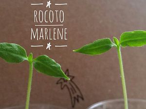 Rocoto Marlene 12/2017