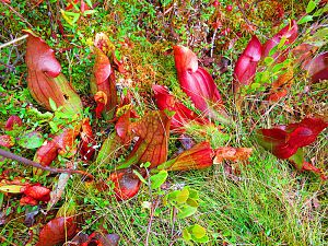 PitcherPlant 001