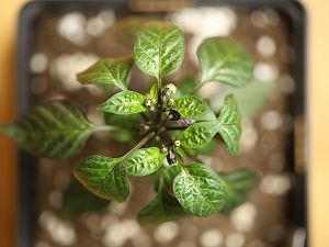 20171230-serrano-purple-HM6C0705