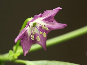 20180101-rocoto-cuencano-HM6C0747