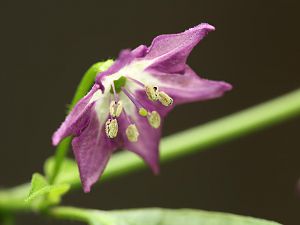 20180101-rocoto-cuencano-HM6C0746