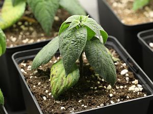 20171230-rocoto-p360-HM6C0714