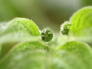 20180102-rocoto-p360-HM6C0780-crop
