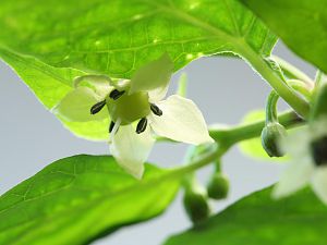 20180102-bhut-golden-HM6C0778