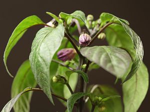 20180102-serrano-purple-HM6C0791