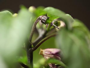 20180102-serrano-purple-HM6C0789