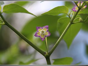 20150902_bluemyst (3)