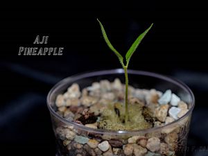 Aji Pinapple