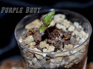 Purple Bhut