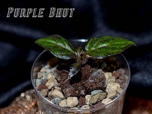 Purple Bhut