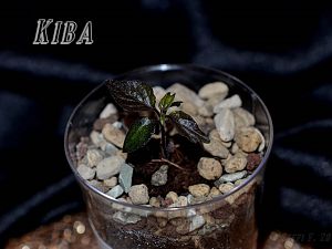 Kiba
