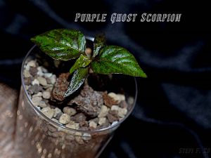 Purple Ghost Scorpion