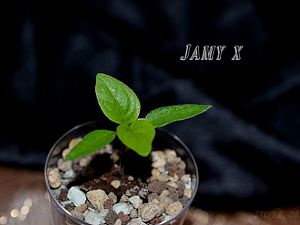 Jamy x