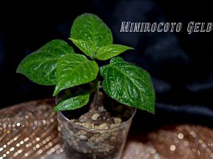 Minirocoto Gelb