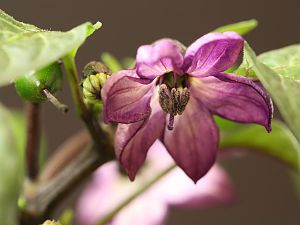 20180104-serrano-purple-HM6C0857