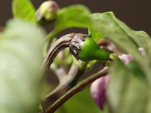 20180104-serrano-purple-HM6C0856