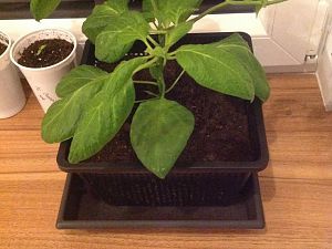 Giant Rocoto