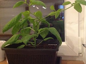 Giant Rocoto