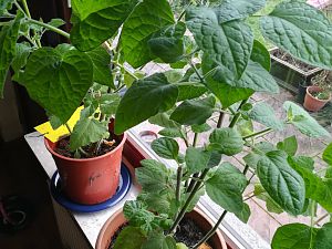 IMG_20180107_122234