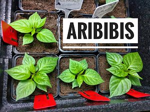 Aribibis