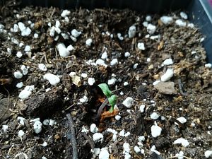 IMG_20180111_083544