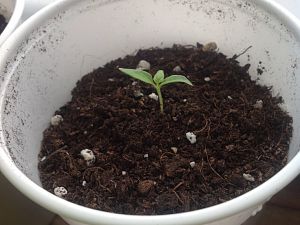Charapita rot