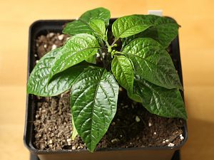 20180113-bhut-orange-copenhagen-HM6C0982