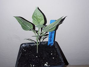 20180115_111330