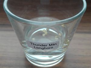 Thunder