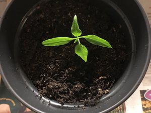 Aji Amarillo