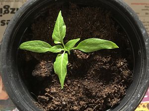 Aji Amarillo