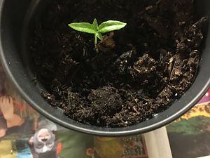 Bahamian Goat Pepper