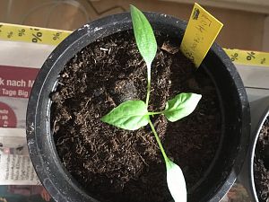 Early Jalapeño