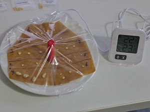 Keimbeutel II