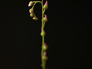 20180121-sonnentau-HM6C1050